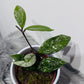 Hoya carnosa Stardust