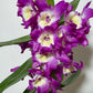 Orhideja Dendrobium Nobile