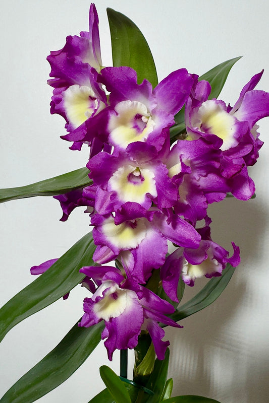 Orhideja Dendrobium Nobile