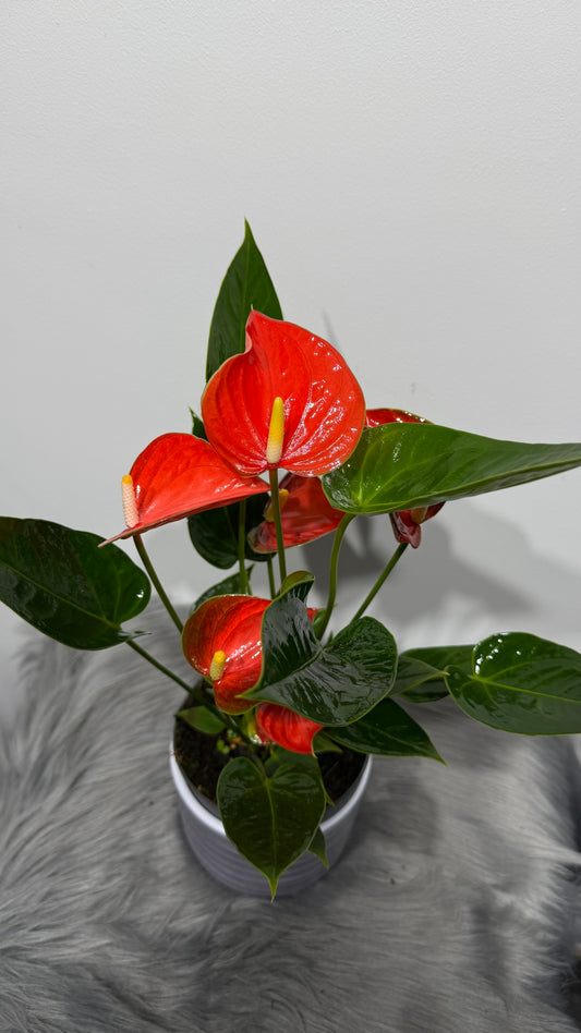 Anthurium Orange