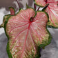 Caladium Chinook