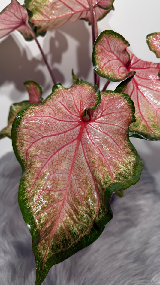 Caladium Chinook