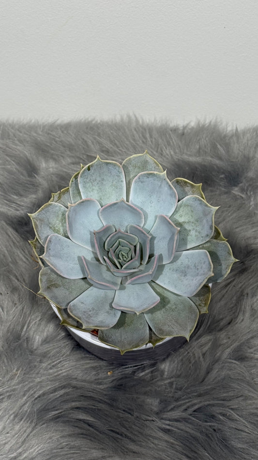Echeveria 1