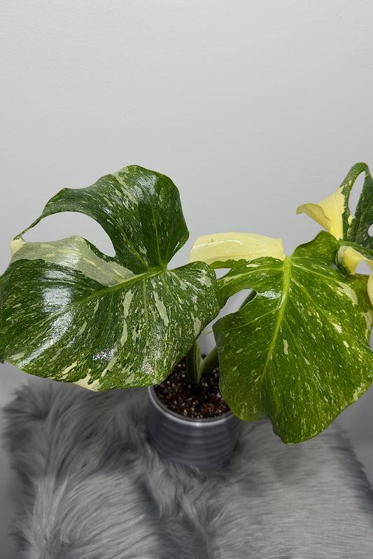 Monstera Thai Constellation 8