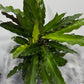 Calathea 3