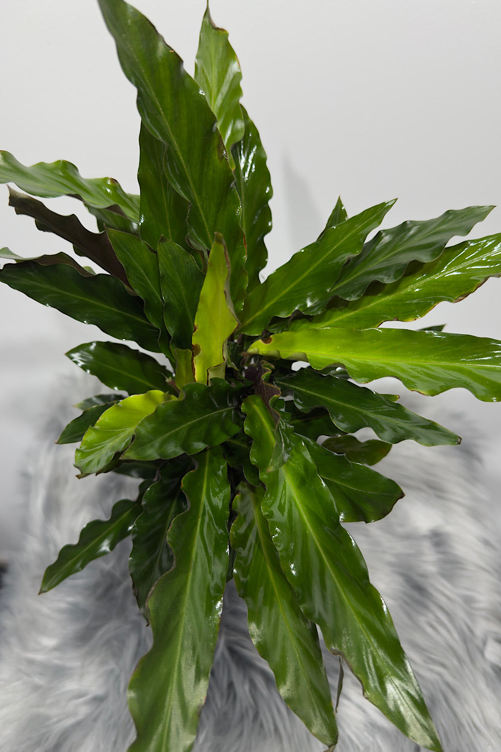 Calathea 3