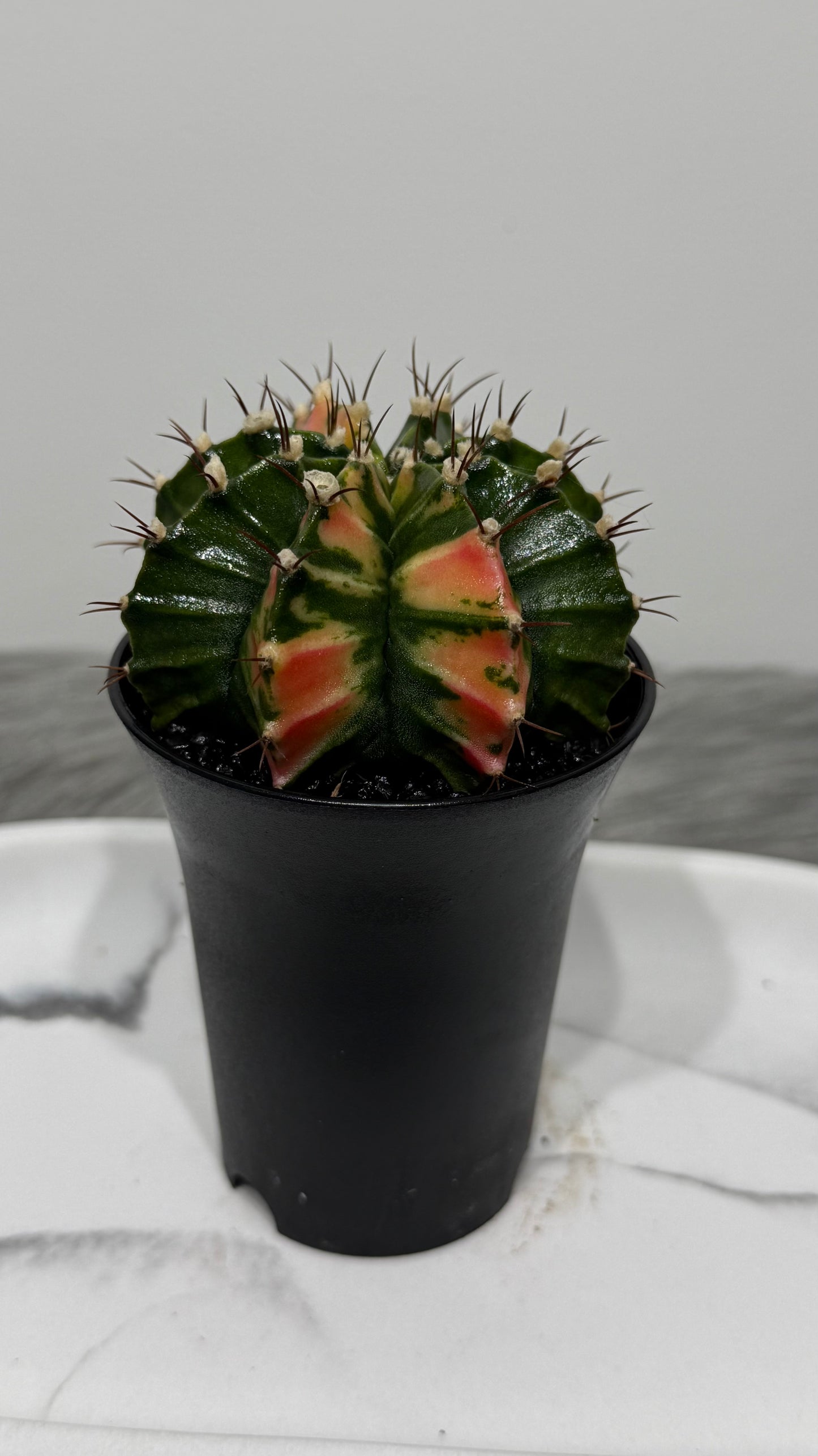 Gymnocalycium mihanovichii variegata
