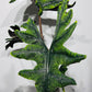 Alocasia Jacklyn