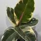 Ficus elastica Tineke