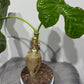Jatropha Podagrica