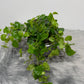 Ficus pumila Green Sunny