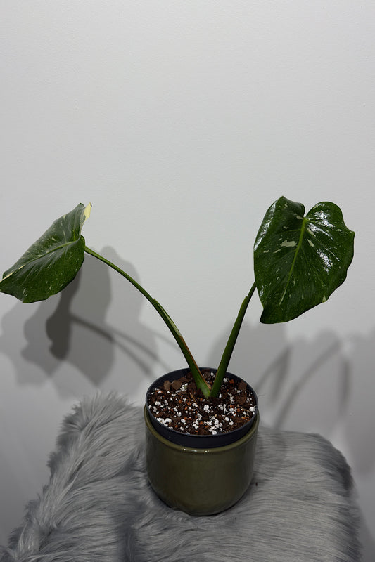 Monstera Thai Constellation 5