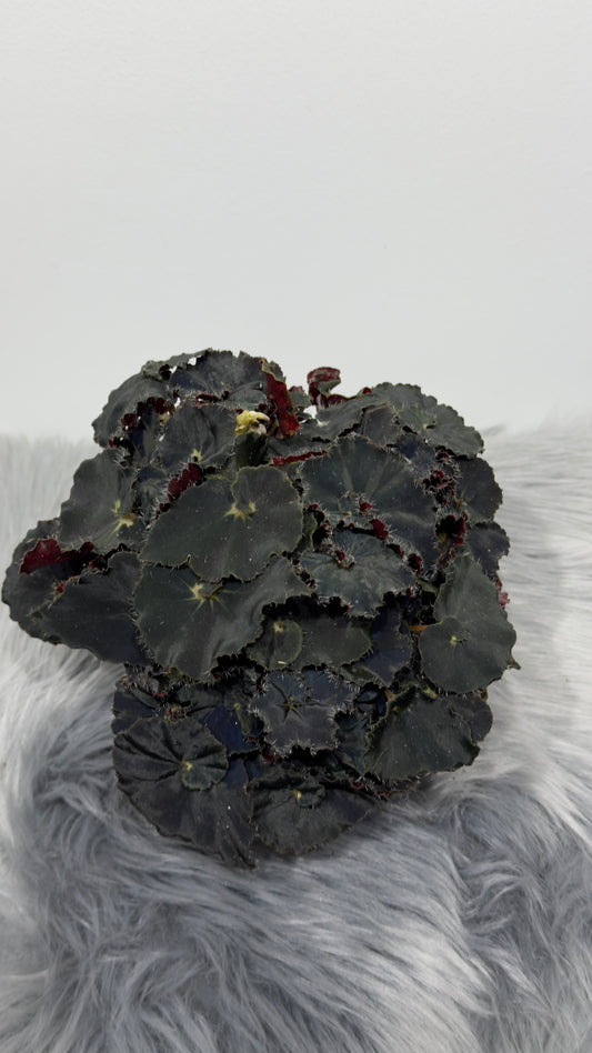 Begonia Rex 6