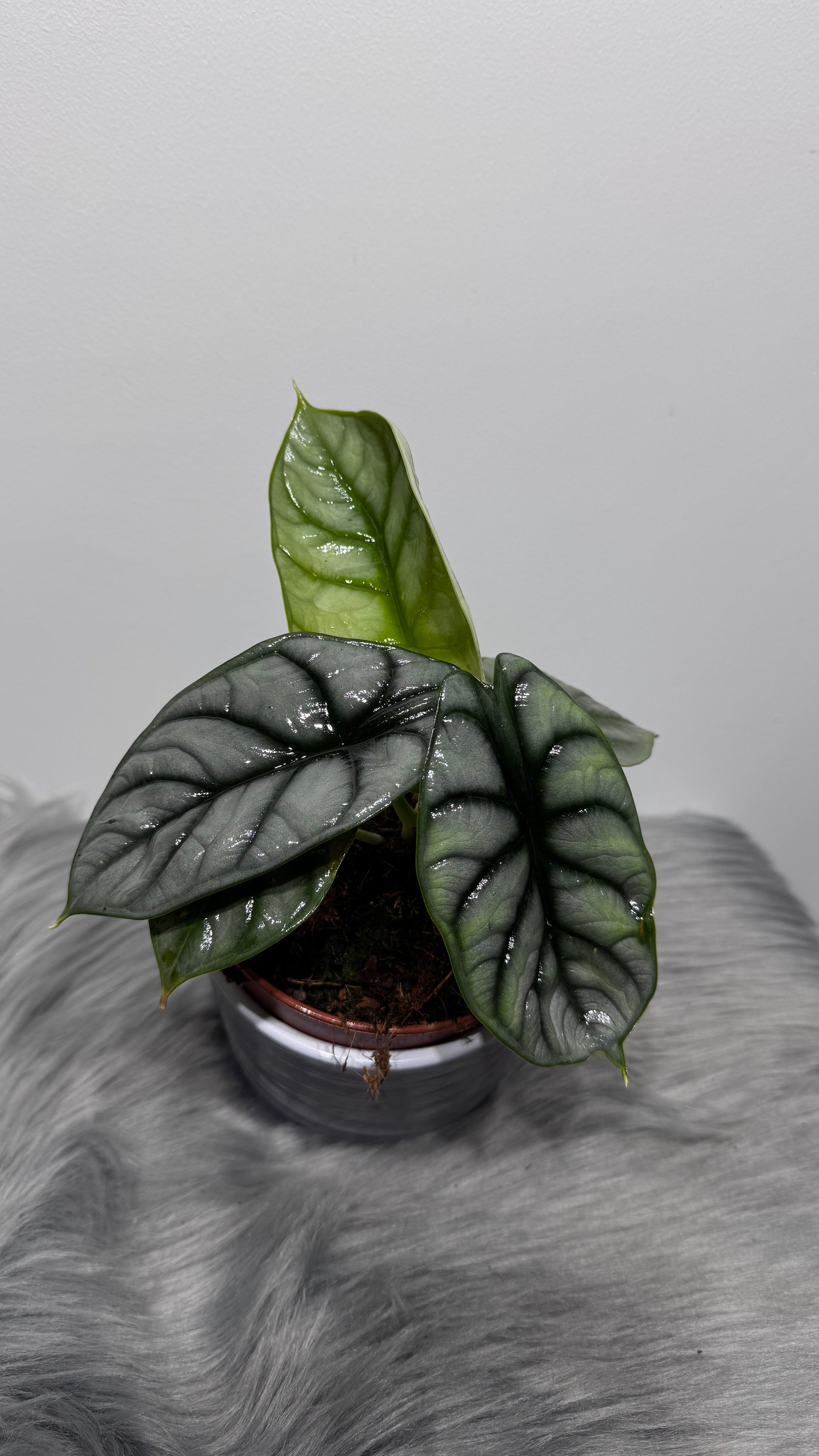 Alocasia Silver Dragon - www.augi-plants.lv