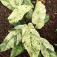 Rhaphidophora puberula Variegata