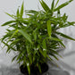 Fargesia Bamboo