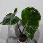 Alocasia Mickey Mouse