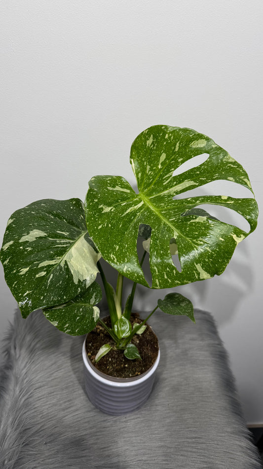 Monstera Thai Constellation
