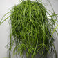 Rhipsalis Baccifera Oasis