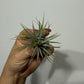 Tillandsia Air plant 2