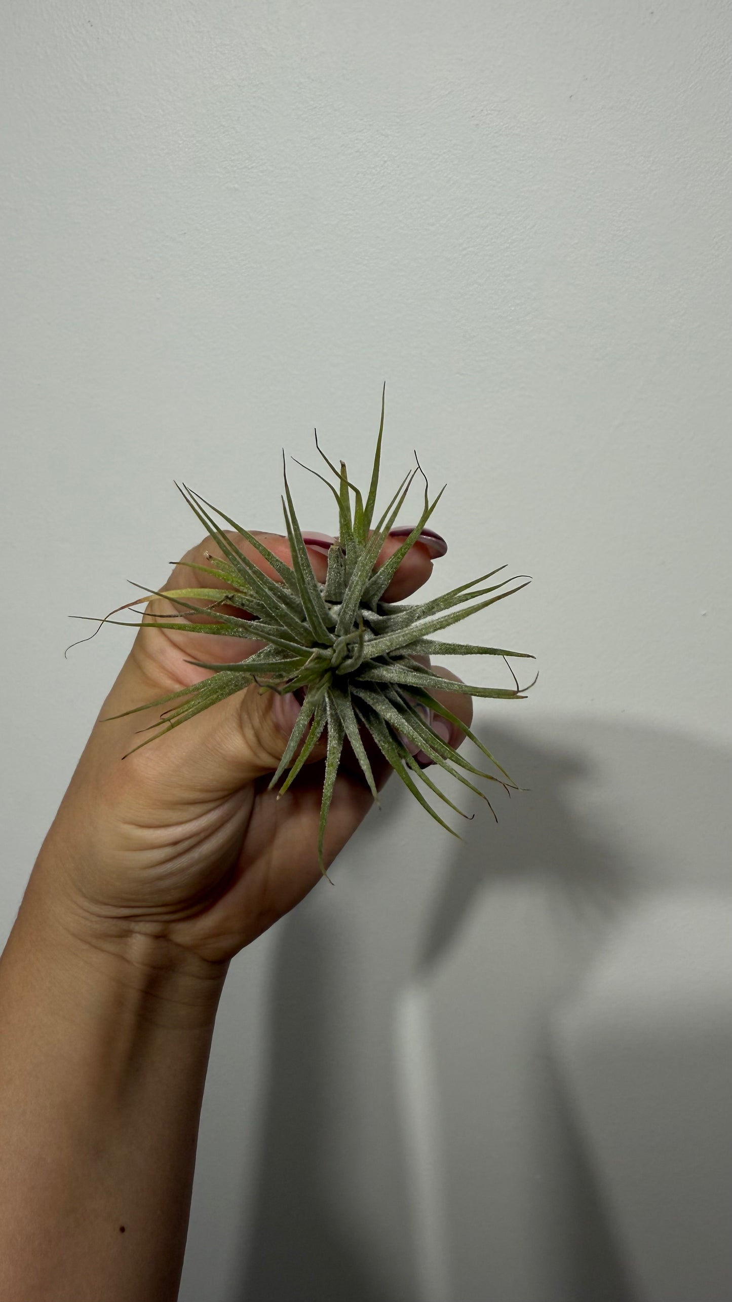 Tillandsia Air plant 2