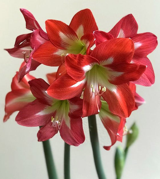 Hippeastrum Christmas Star