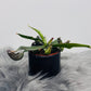 Mušķērājs Nepenthes albomarginata