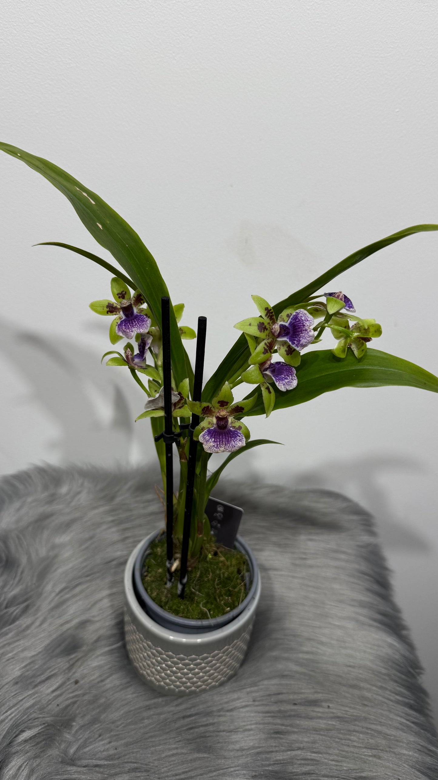 Orhideja Zygopetalum Louisendorf SMARŽO!