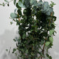 Eucalyptus Cinerea