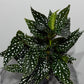 Begonia Maculata