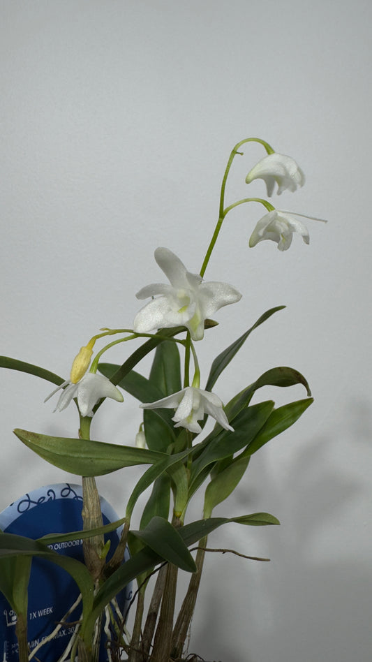 Orhideja Dendrobium Kingeanum SMARŽO!