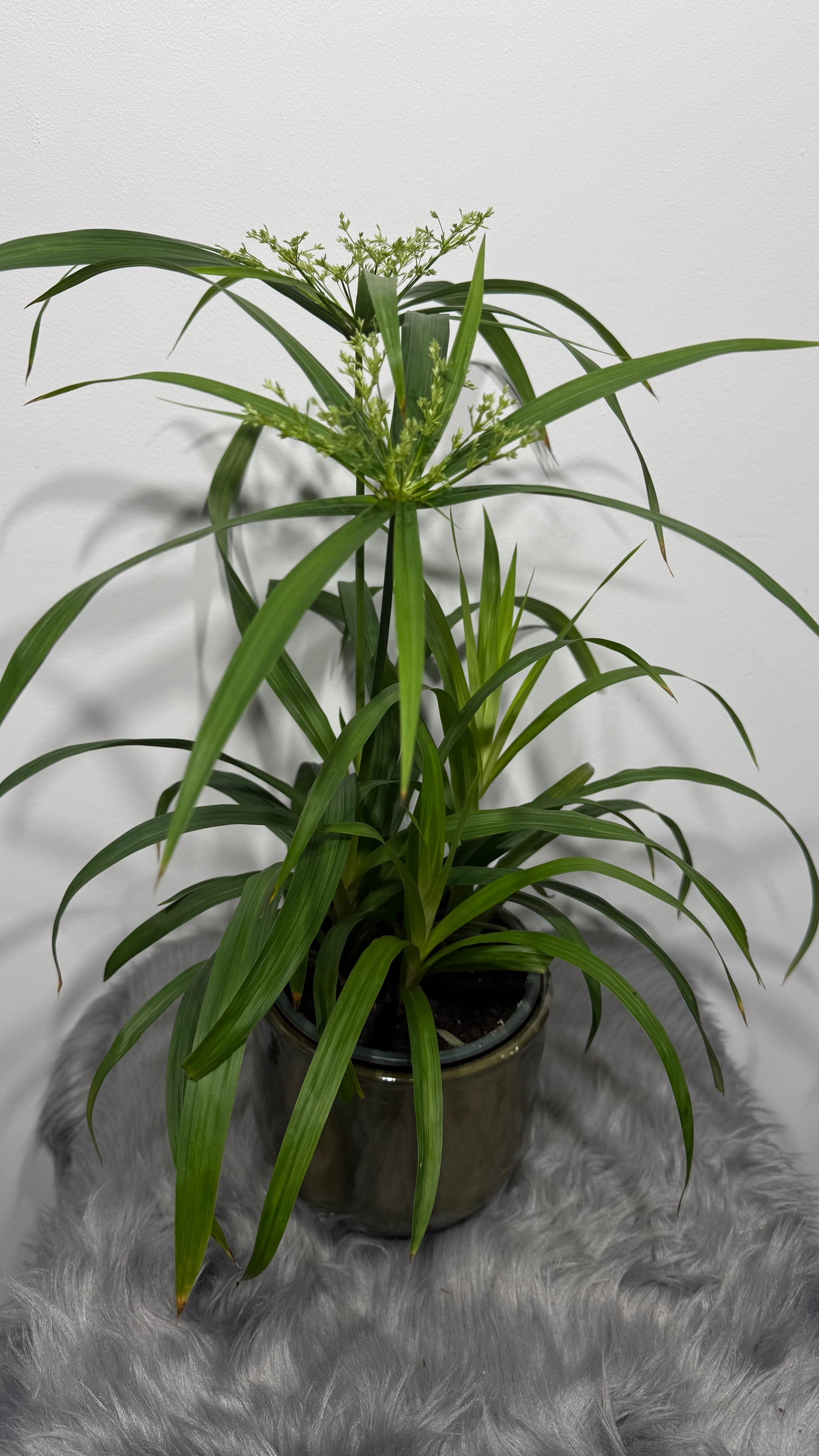 Cyperus