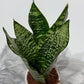 Sansevieria Zeylanica