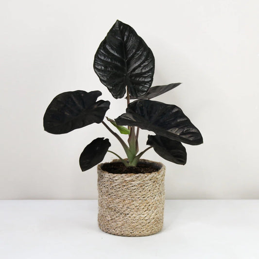 Alocasia Black Magic