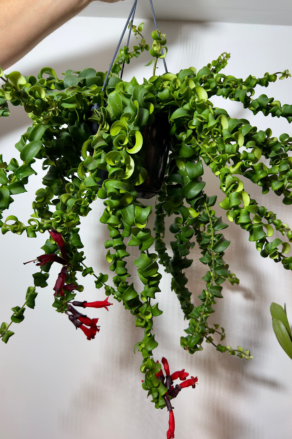 Aeschynanthus Rasta - www.augi-plants.lv