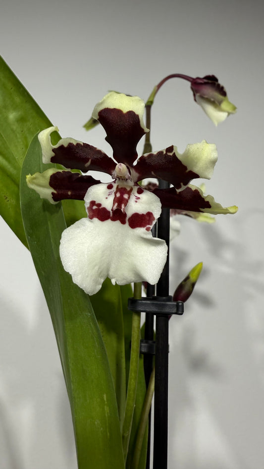 Orhideja Cambria 5