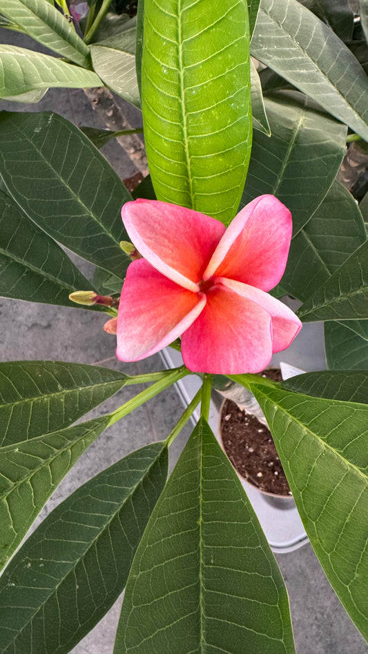 Plumeria Rubra Hawaiian 1