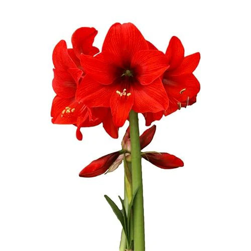 Hippeastrum Top choise