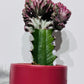 Euphorbia Cristata