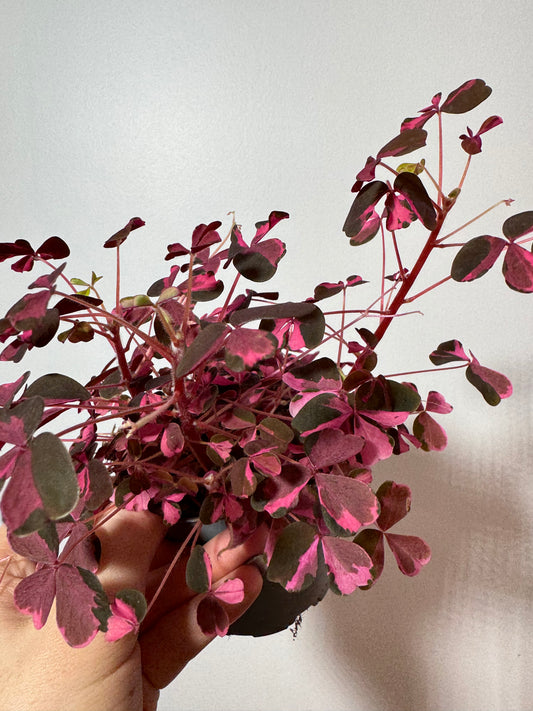 Oxalis Vulcano Pink