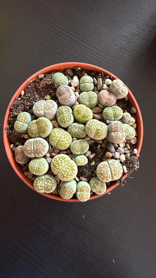Lithops 1