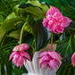 Medinilla Candy