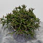Rhipsalis 3