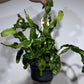 Epiphyllum guatemalense var monstrose