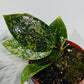 Hoya wibergiae