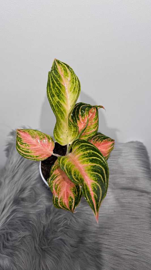 Aglaonema 7