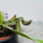 Mušķērājs Nepenthes albomarginata