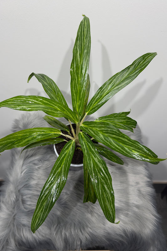 Aglaonema 3