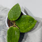 Hoya aff vitellina
