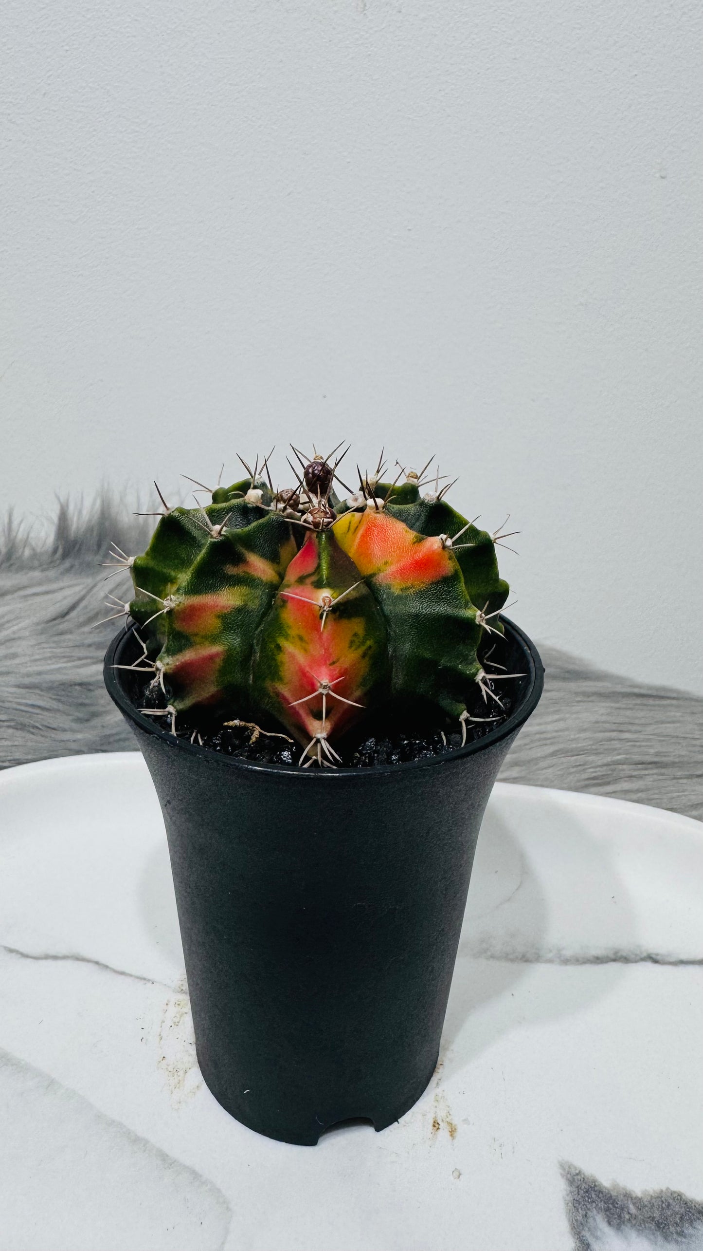 Gymnocalycium mihanovichii variegata